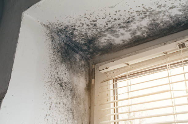 Affordable Crawl Space Mold Remediation solutions in Fairview, TX